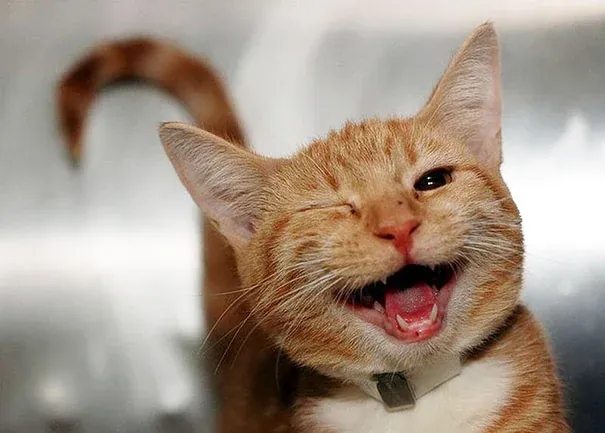 100+ ảnh meme mèo hài hước nhất khiến bạn cười nghiêng ngả · ảnh 1