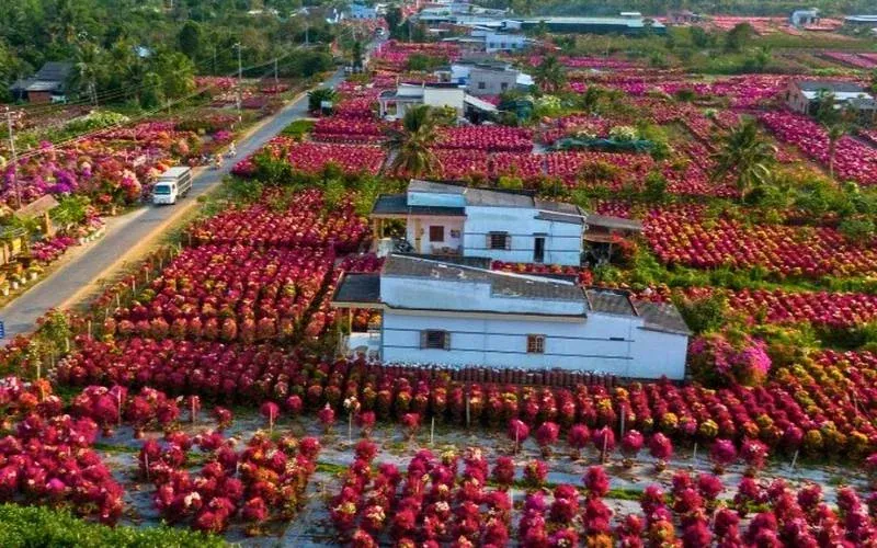 100+ hình ảnh tết đẹp, rực rỡ · ảnh 1